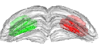 _images/colliculus_3D.png