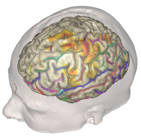 _images/grasping_3D-sulci.jpg