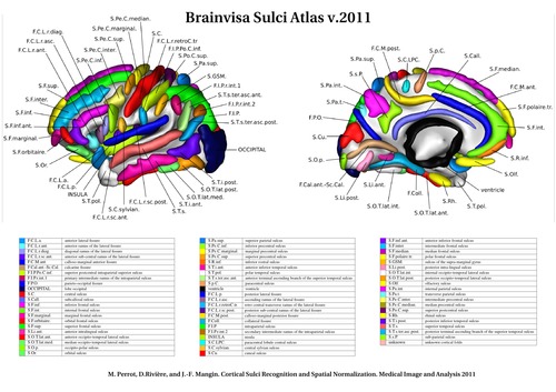 _images/brainvisa_sulci_atlas_with_table_small.jpg